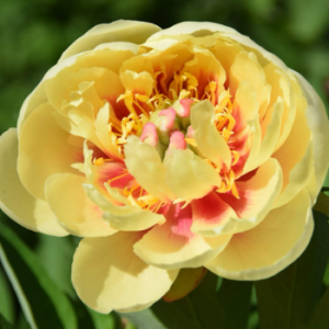 Дървовиден Божур