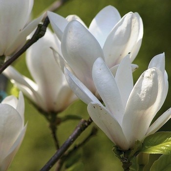 Магнолия soulangeana ‘Alba Superba’