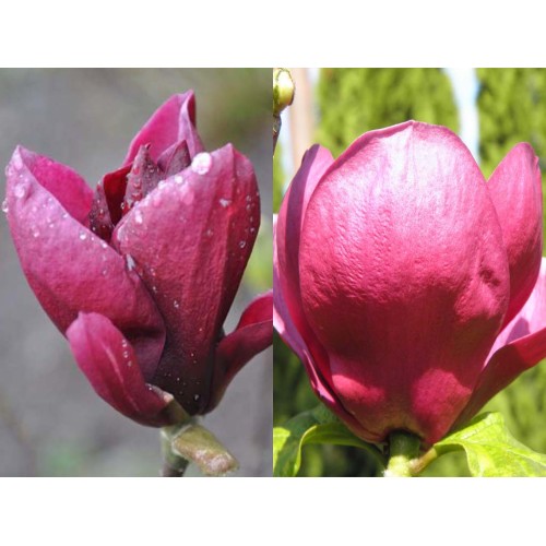 Магнолия Black Tulip