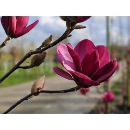 Магнолия Emperor