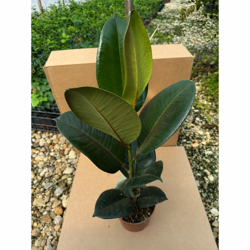 Фикус (Ficus elastica) – каучуково дърво, стайно растение Фикус (Ficus elastica) – каучуково дърво, стайно растение