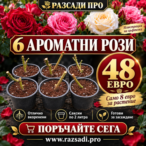 6 АРОМАТНИ РОЗИ ЗА 48 ЕВРО — САМО 8 ЕВРО НА РАСТЕНИЕ!
