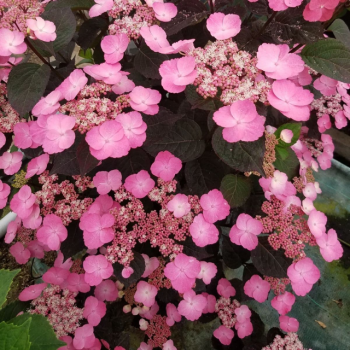 Хортензията serr. Daredevil PBR