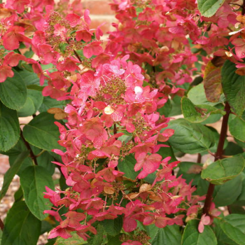 Хортензия сорт "Magical Fire"