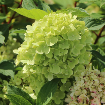 Хортензия “Мохито” (Hydrangea pan. 'Mojito'®)
