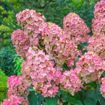 Хортензия paniculata „Pink Diamond“