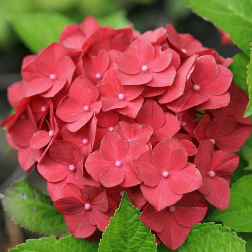 Хортензия “Горещо Червен” Hydrangea macrophylla Hot Red ® Хортензия “Горещо Червен” Hydrangea macrophylla Hot Red ®