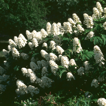 Хортензията 'Snow Queen'