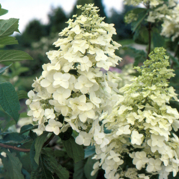 Хортензия paniculata „Unique“