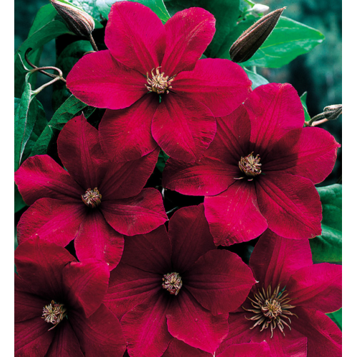 Клематис 'Rouge Cardinal'