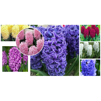 Зюмбюл 28 бр mix Зюмбюл 28 бр mix