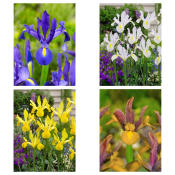 Ирис 20 бр mix Ирис 20 бр mix