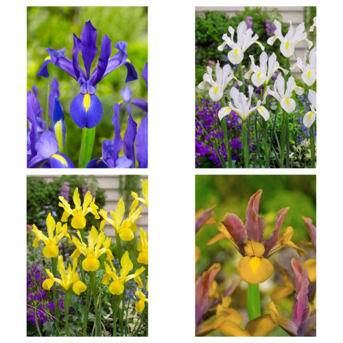 Ирис 20 бр mix