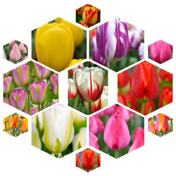 Лале 30 бр луковици mix