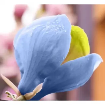 hover image
