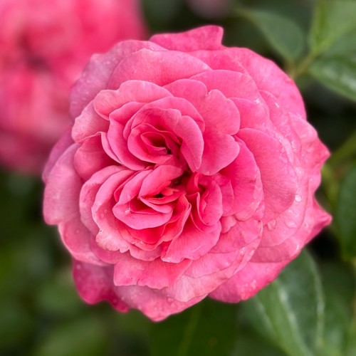 Роза Timeless Pink Роза Timeless Pink
